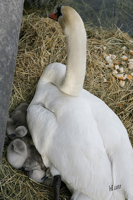 Just look at this proud mama and those babies - click thumbnail image to view full size image.